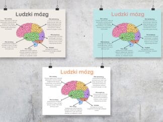 Plakat Ludzki mózg w trzech wersjach kolorystycznych, plik PDF